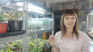 Только так можно сохранить  петунию до весны.Как укоренить петунию быстро. Выращиваем маточные кусты