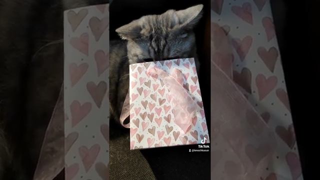 Прислали подарок коту #подарки #кот #короткиевидео #котики #ржунемогу #кот #котята #сюрприз смотреть онлайн