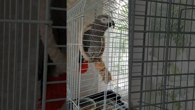 Попугайчик-мальчик Жорик поёт песни смотреть онлайн