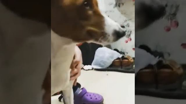 Басенджи улыбается 😂 смотреть онлайн