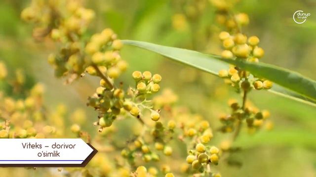 Витекс священный vitex agnus castus смотреть онлайн