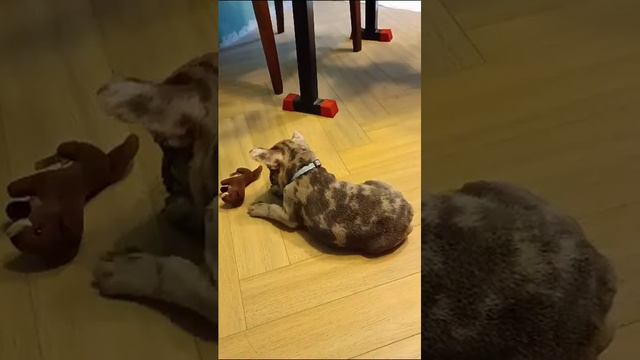 Найк нашел свою семью♥г.Москва смотреть онлайн