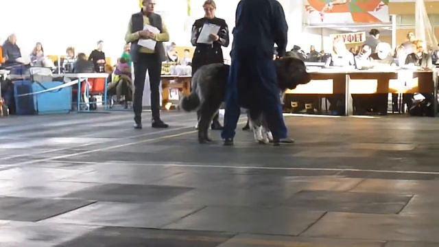 Кобели класс чемпионов З. К. Замир Хан(г Брянск 13.11.16 выставка ранга ЧРКФ) смотреть онлайн