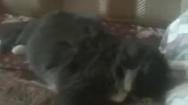 Веник вырубился смотреть онлайн
