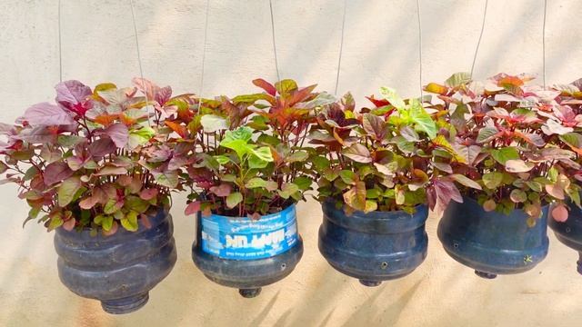 Delicious and Extremely Healthy, Very Easy to Grow for Beginners смотреть онлайн