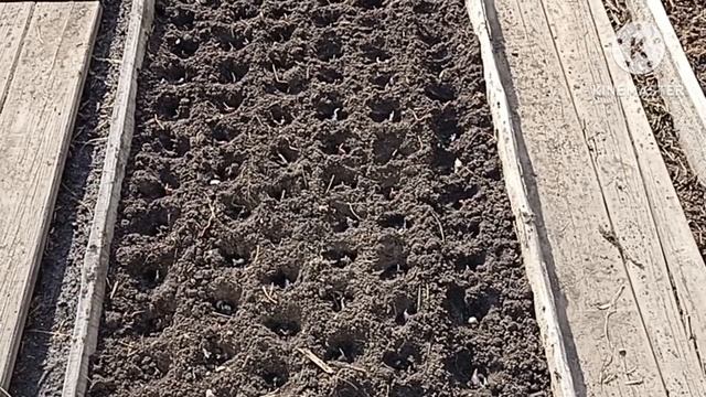 Сибирь. Сажаю озимый чеснок 23 апреля. смотреть онлайн