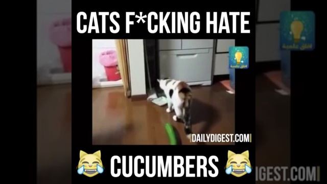 Cats F cking Hate Cucumbers смотреть онлайн