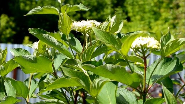 Дерен белый Сибирика. Купить саженец дерена смотреть онлайн