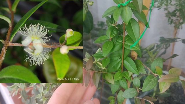 Дневник цветовода 🌿 Питангатуба смотреть онлайн