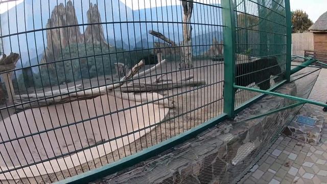 Биопарк Одесса. Зоопарк. Сафари. Звери. Для детей. Выходной день. Зоопарки Украины. Лев. Бизон. VLO