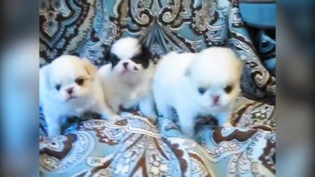 ❤️人気35位【狆（ちん）ってどんな犬？】子犬の価格や性格、寿命、飼いやすさは？ カワイイ動画でチェック！ смотреть онлайн