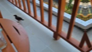 Новый 2023 год в таиланде. Пхукет. Отель Найтон Бури. День второй Дружба на птичьих правах...