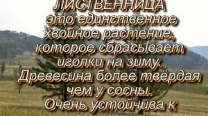 Древесина   конструкционный материал. Часть 1.