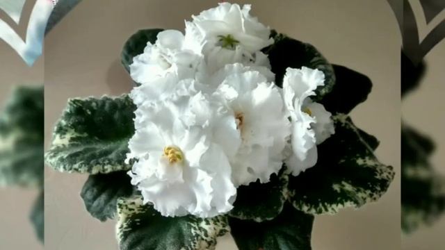 100 ФОТО ФИАЛОК С НАЗВАНИЯМИ СОРТОВ. смотреть онлайн