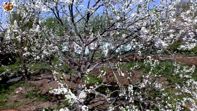 Цветение сливы на Севере. смотреть онлайн