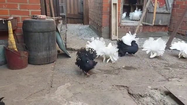 Голуби павлины)) смотреть онлайн