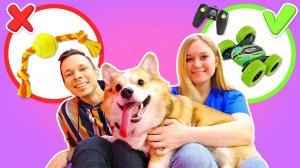 Корги балуется! Как играть с собакой? Веселые игры для детей с собакой Альфом
