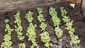 ПОЧЕМУ РАССАДА ПЕТУНИИ ПРОПАДАЕТ И ПОГИБАЕТ ОТ ЧЕРНОЙ НОЖКИ что делать