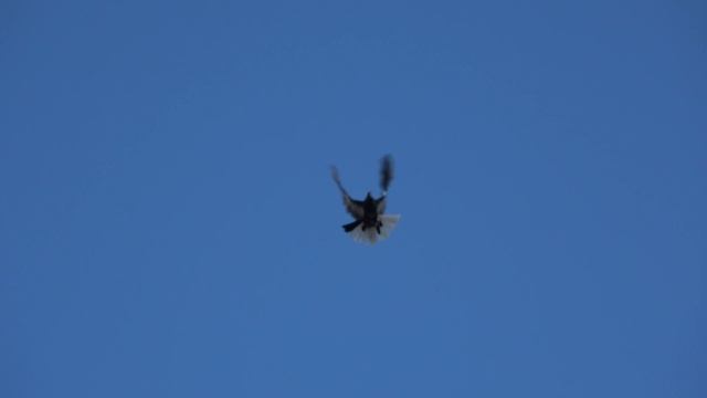 СВГ на юго-западный ветер 11.02.2022г смотреть онлайн