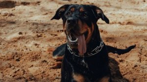 Музыка для собак! Music for dogs! Звуки которых ваша собака полюбит!Sounds which your dog will love