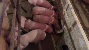 ГРЫЖИ У ПОРОСЯТ// как и почему появляются грыжи у поросят// как бороться с появлением грыж