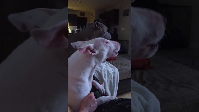 Monty the Bull Terrier howling like a good boy! смотреть онлайн