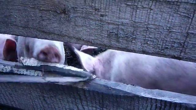 Поросята:) смотреть онлайн