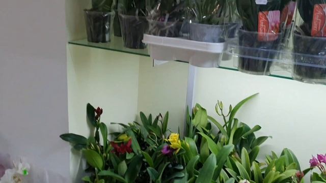 Короткий обзор цветущей красоты | ФЕВРАЛЬ | Каттлеи | Цимбидиумы | Regina orchids shop смотреть онлайн