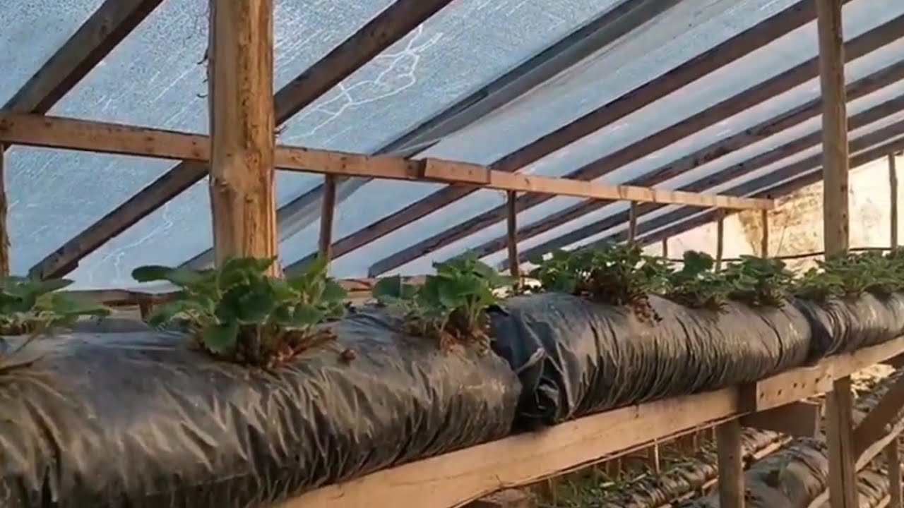 Малообъемка клубника! Сорта которые пережили зиму! смотреть онлайн