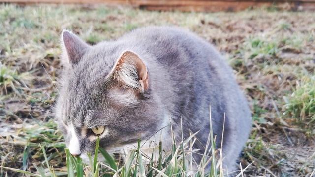Кот отказывается от еды. Что делать. Причины отказа от еды кошки смотреть онлайн