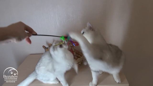 // Питомник шотландских кошек Безухов (Bezuhov) // Шотландские котята смотреть онлайн