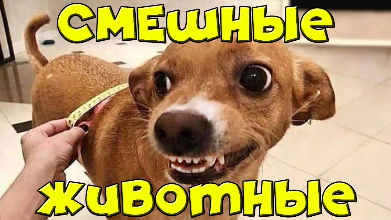 Новая подборка смешных 😺🐶 - попробуй не засмеятся! смотреть онлайн