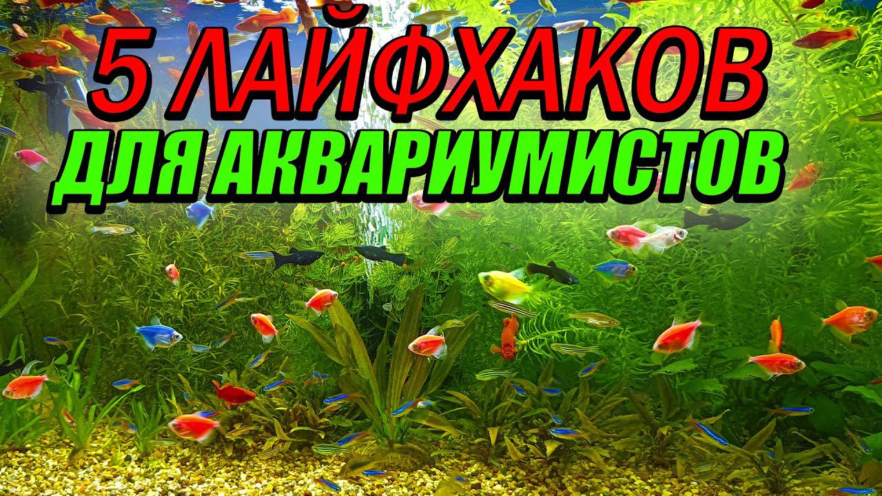 ТОП-5 ЛАЙФХАКОВ для Аквариумиста! + БОНУС! смотреть онлайн