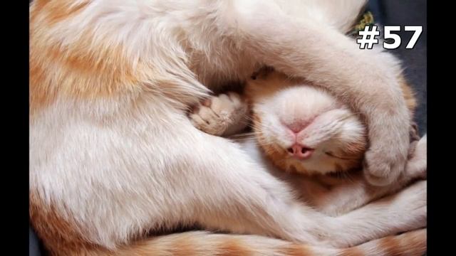 #57. Кошки (В мире животных) смотреть онлайн