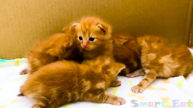 Самые смешные видео про кошек и собак😺🐶Смешные видео про животных 2023 часть 6 смотреть онлайн