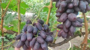 Виноград "Эмир" (2023г)