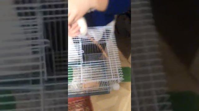 Реакция собаки на декоративную крысу 😆😁