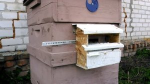 ???Самодельный пыльцесборник. Обильный принос пыльцы. Расширение гнезда