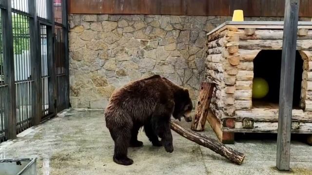 Медведь легко крутит бревно смотреть онлайн