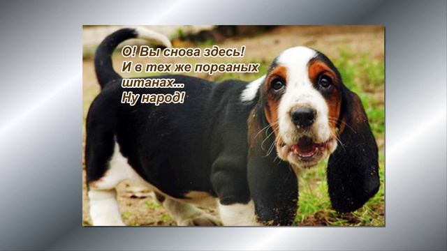 Видео подарок "Прикольные собаки" (Видео шаблон) смотреть онлайн