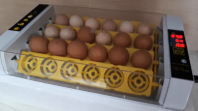 Инкубатор hhd 24 смотреть онлайн