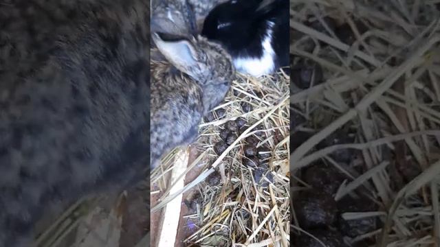 Як годувати зайців смотреть онлайн