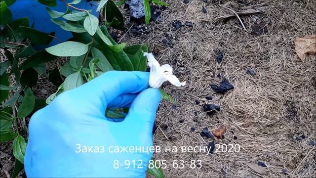 Осенняя посадка клематисов! Мой цветущий арочный тоннель. смотреть онлайн