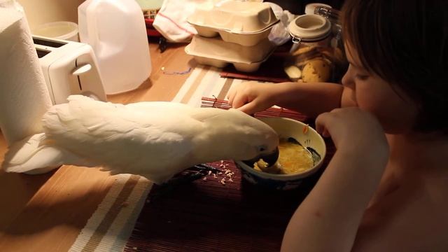 Попугай и Соня совместно едят суп