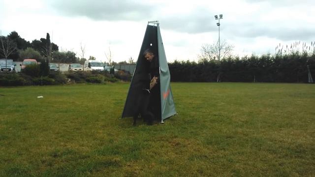 Nando of Blackmagic Land doberman training смотреть онлайн