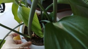 Амазонская лилия зацвела. Как заставить цвести эухарис.