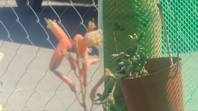 Aloe DZ Hybrids and beautiful bee on duty for pollination смотреть онлайн
