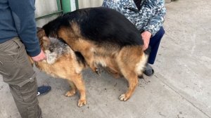 Немецкая Овчарка Радж. Вязка. 4K