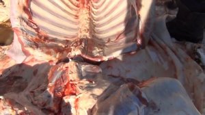 Разделка молодого быка ножами из стали х12МФ и авторского ламината от кузницы Железные братья