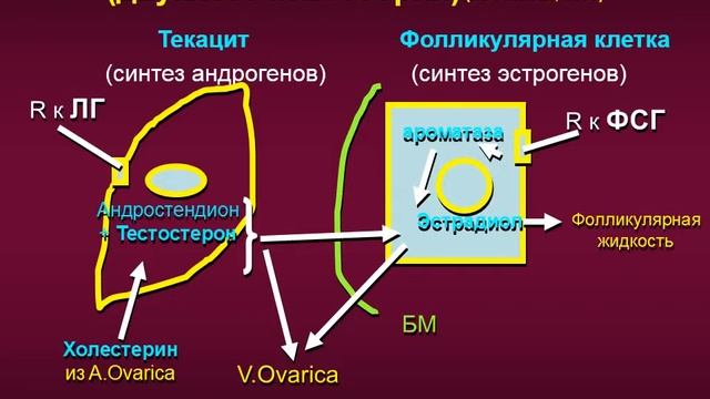Женская половая система смотреть онлайн